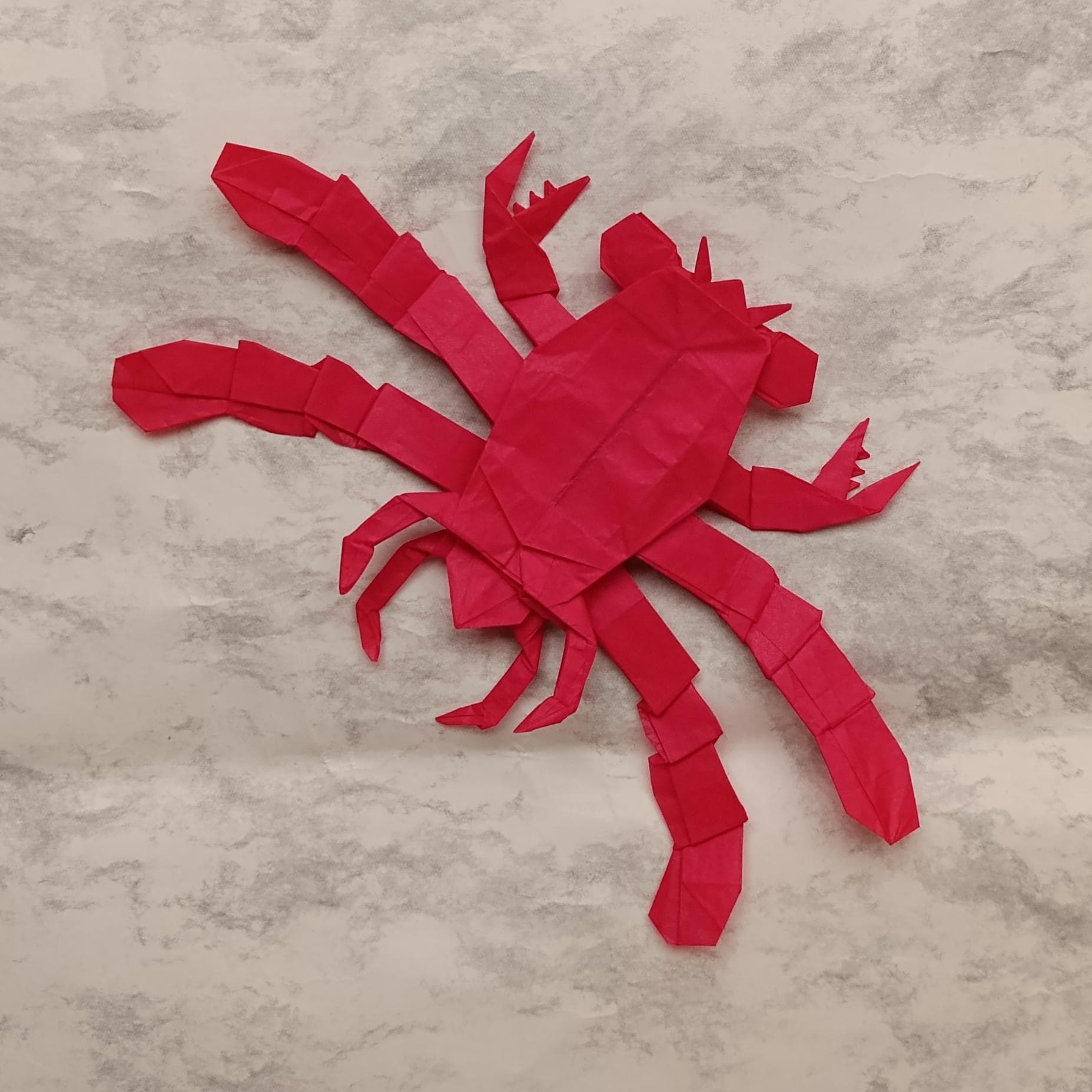 Callichimaera perplexa — Finished model