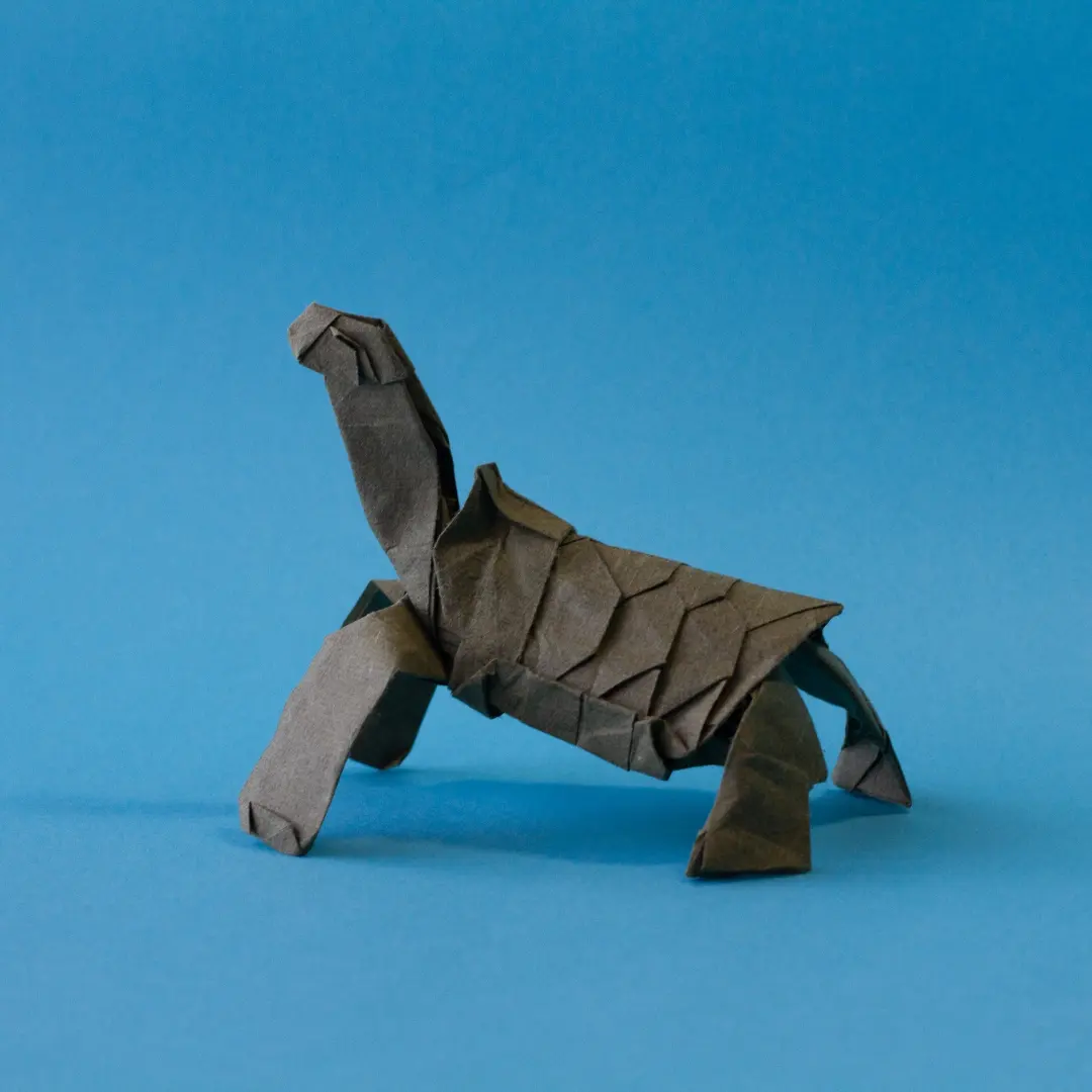 Galápagos Giant Tortoise — Finished model